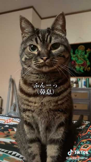 鼻息を鳴らす猫