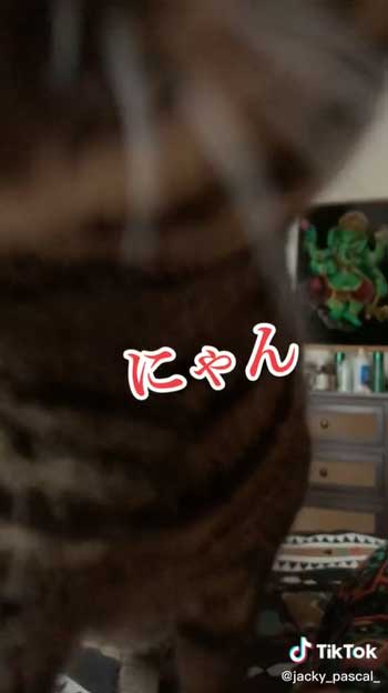 飼い主を起こす猫