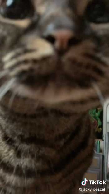 飼い主を起こした猫