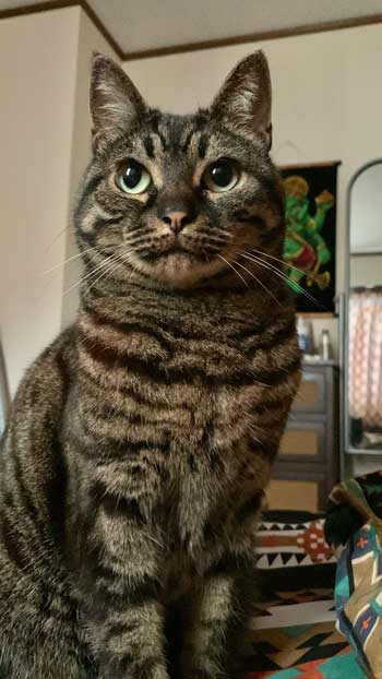 あいらしい表情の猫