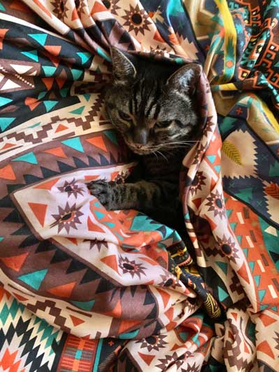 布団にくるまる猫