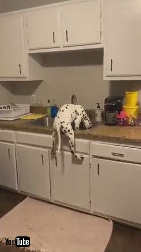 キッチンに入ろうとする犬