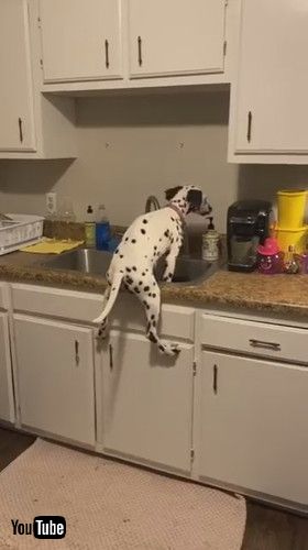 キッチンに入ろうとする犬