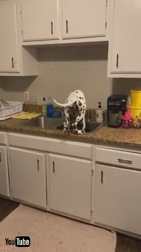 キッチンに入ろうとする犬