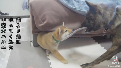 教育するハルヱちゃん