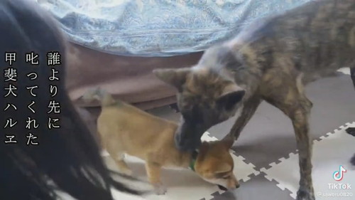 首をくわえる甲斐犬