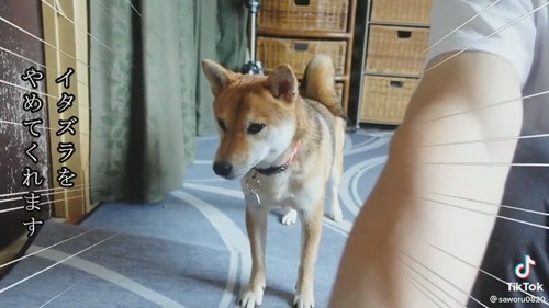 即イタズラをやめる柴犬