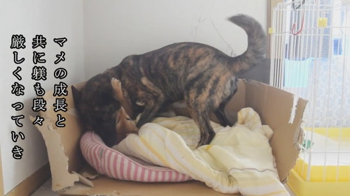 成長に合わせてしつける甲斐犬