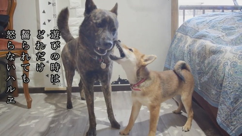 ハルヱちゃんの教育