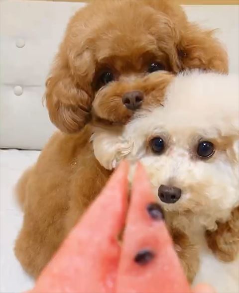 スイカを見てる