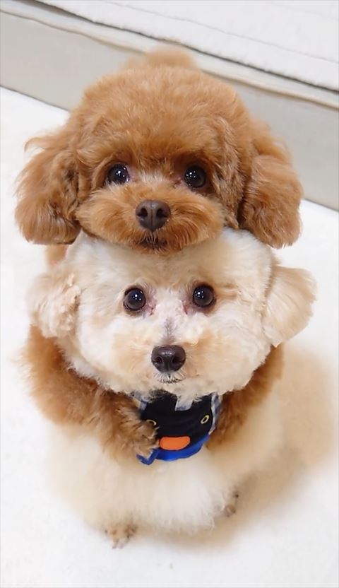 白いワンコ場追い首輪バックハグアップ