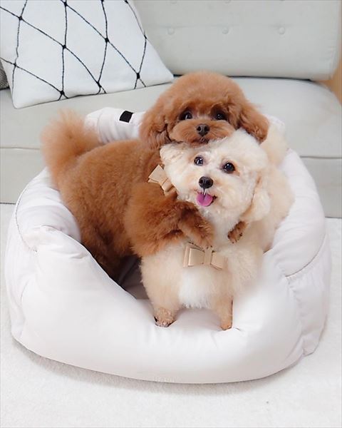 クッションの上でバッグハグ