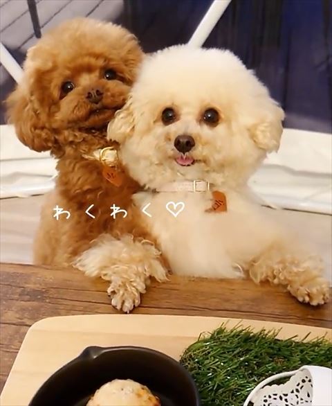 外でごはん待ち