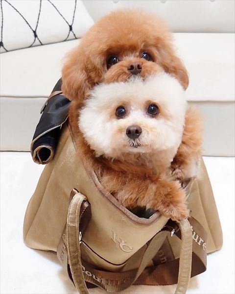 バッグの中にいる