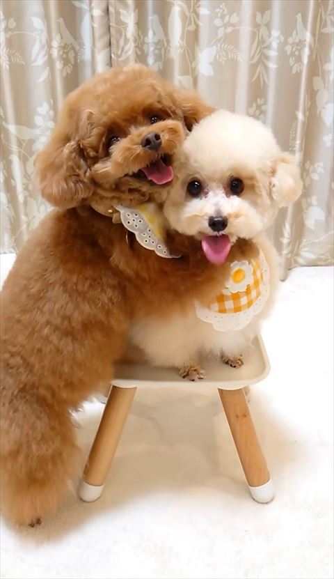 白いワンコ台の上