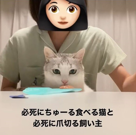 ちゅ〜るをガン見してる猫ちゃん