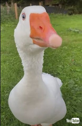 飼い主を遊びに誘うガチョウ