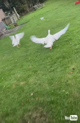 全力で走るガチョウたち