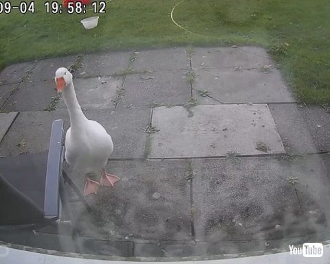 庭で待つガチョウ