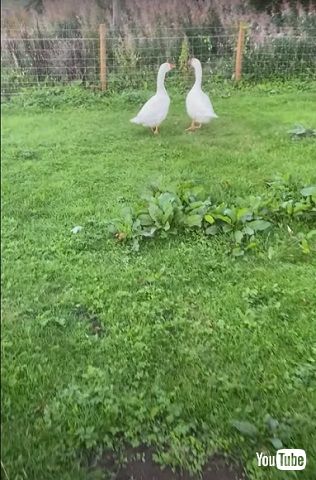 飼い主を待つガチョウたち