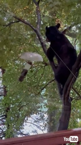 キバードフィーダーを揺らすクマ