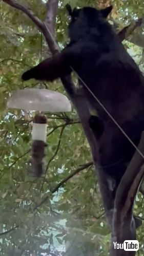 キバードフィーダーを揺らすクマ