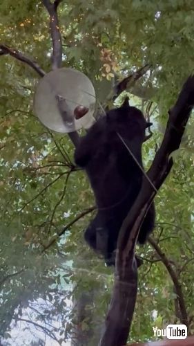 キバードフィーダーを揺らすクマ