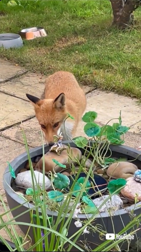 像に顔を近づけるキツネ
