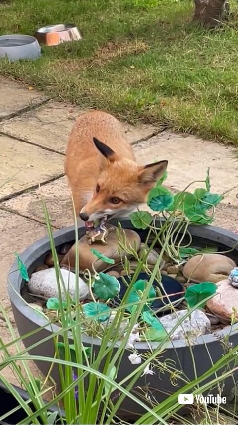 像をかむキツネ