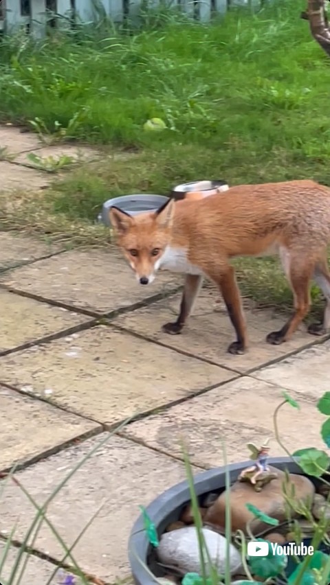 像を見つめるキツネ