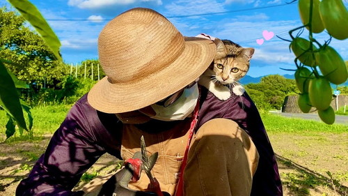 パパだいすきな子猫