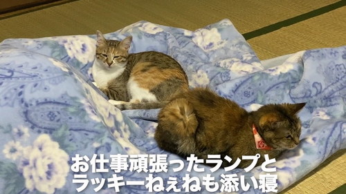 添い寝猫