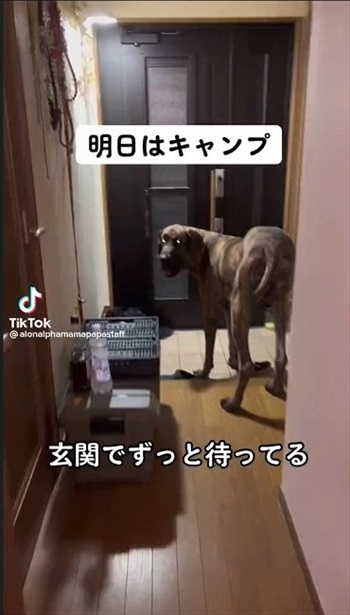 前回バーニーズ