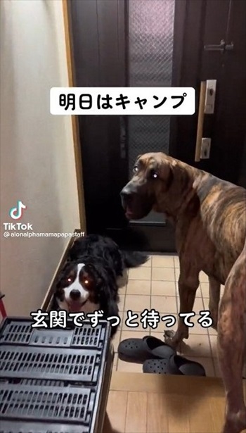 楽しみ過ぎて前日から待つワンちゃん