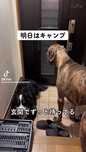 楽しみ過ぎて前日から待つワンちゃん