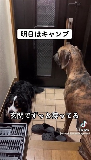 楽しみ過ぎて前日から待つワンちゃん