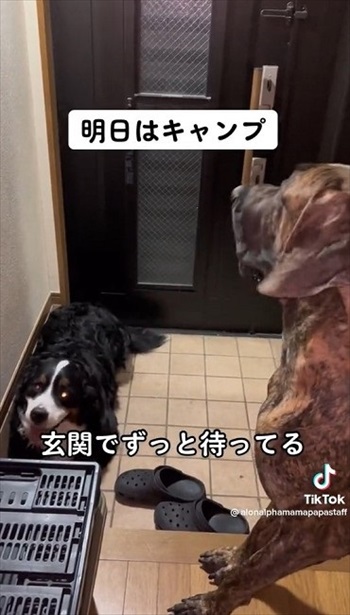 楽しみ過ぎて前日から待つワンちゃん