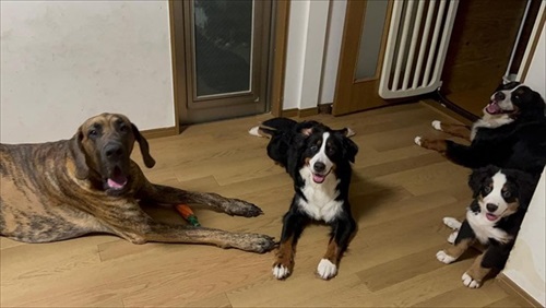 楽しみ過ぎて前日から待つワンちゃん