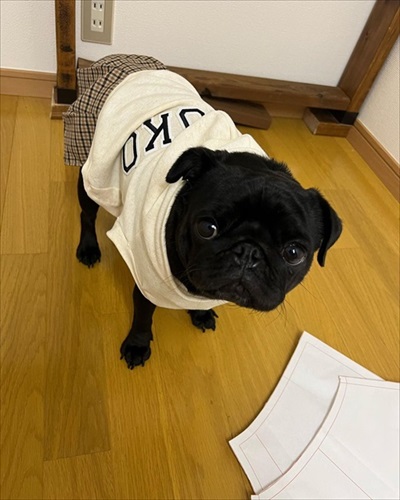 楽しみ過ぎて前日から待つワンちゃん