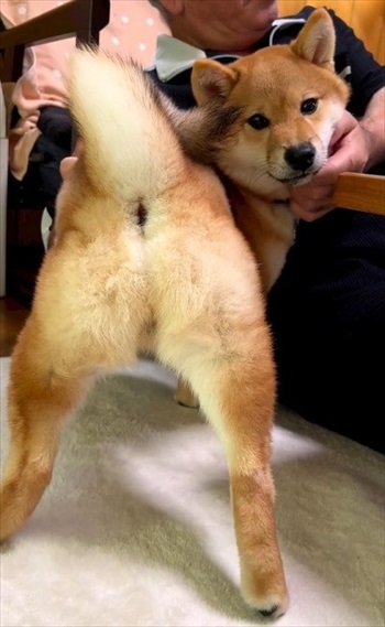 お尻を見せる柴犬