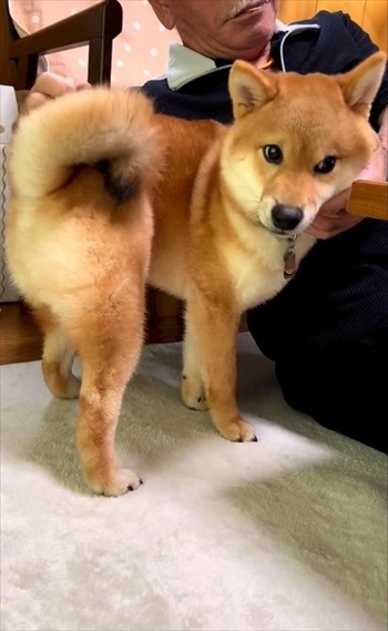 おじいちゃんに寄り添う柴犬
