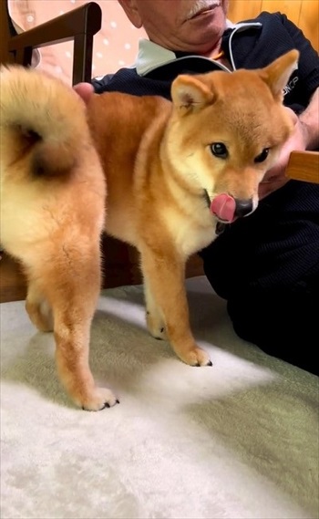 舌を出す柴犬
