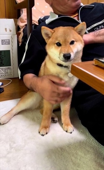 おじいちゃんの隣に座る柴犬