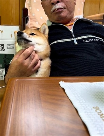 アゴをなでられる柴犬