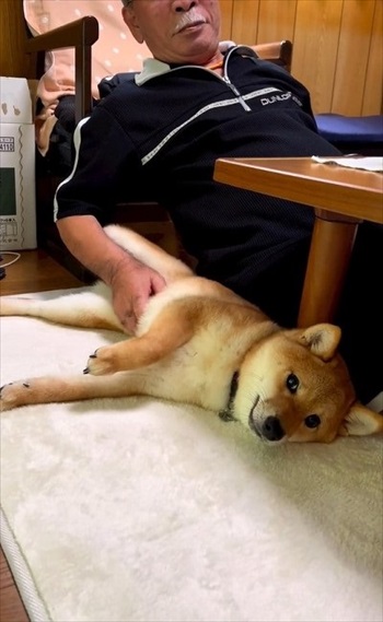 おなかをなでられる柴犬