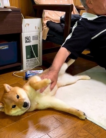 おなかをさらす柴犬