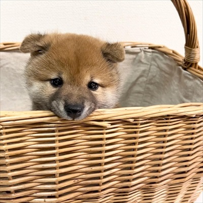 カゴの中に入る柴犬