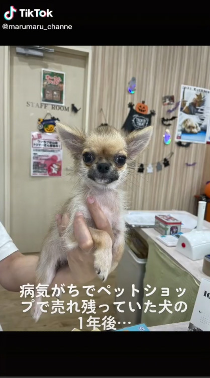 おすすめ