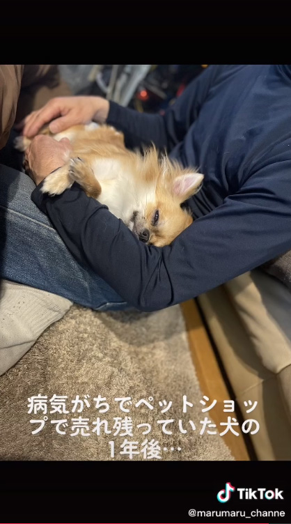 ねむいまゆまるくん