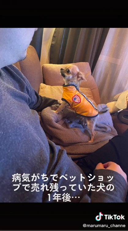 黄色い洋服を着ているチワワ